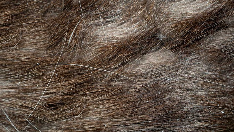 Крупный план внешнего вида шерсти, если появилась перхоть у собаки или кошки