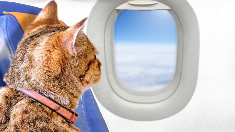 перевозка домашних животных в самолете больше не проблема. Многие питомцы могут путешествовать в салоне вместе с хозяевами. 