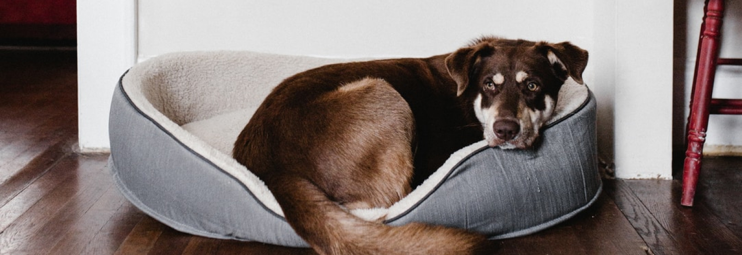 Willow&Berry was started with passion to create a perfect place to sleep for a dog. Our goal - is to show love to ones, who truly love you, and do it with a spark. Your pet will definitely appreciate your care and soft gift for comfortable sleep.