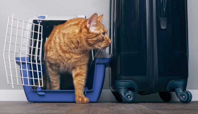 Перевозка собак и кошек в самолете. Особенности и сравнения
