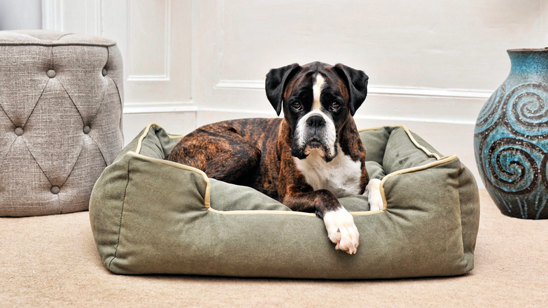 Как выбрать удобную лежанку для вашей собаки: советы и рекомендации